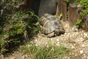 Maurische Landschildkröten, T. graeca aus 2023 m. Cites Bild 6