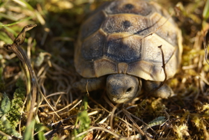 Maurische Landschildkröten, T. graeca aus 2023 m. Cites Bild 3