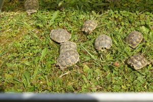 Maurische Landschildkröten, T. graeca aus 2023 m. Cites Bild 4