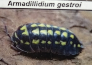 Asseln ,, Armadillidium gestroi,,