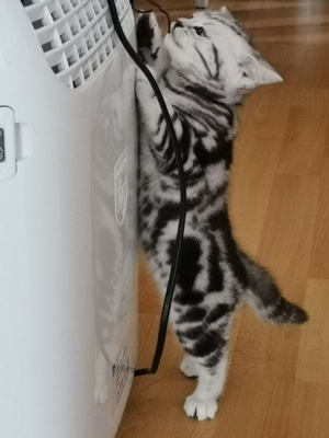 süße Britisch Kurzhaar Kitten mit Stambaum Bild 3