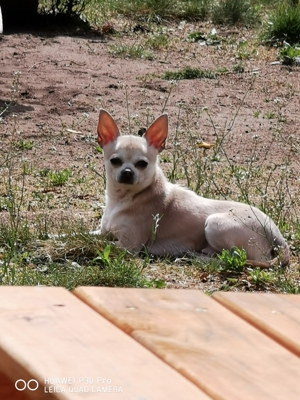 Chihuahua deckrüden KEIN VERKAUF