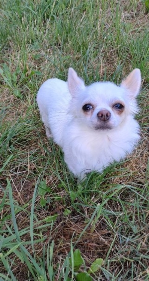Chihuahua Welpe 13 Wochen alt Bild 6