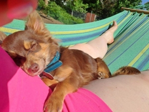 Chihuahua Welpe 13 Wochen alt Bild 7