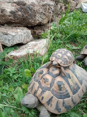 griechische Landschildkröten