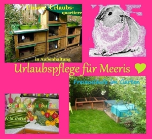 Tierbetreuung >> Urlaubsbetreuung >> NUR Meerschweinchen >>>> Meerschweinchenhobbyzucht-Berlin