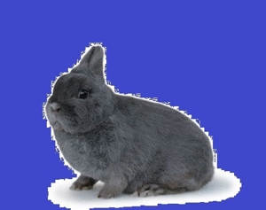 Süße Kaninchen Babys Zwergwidder Farbenzwerge Bild 2