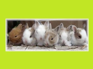Süße Kaninchen Babys Zwergwidder Farbenzwerge Bild 3