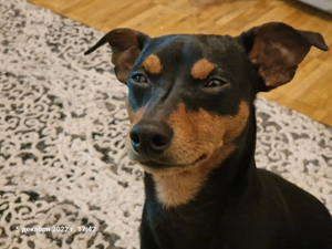 Deckrüde Zwergpinscher   Rehpinscher