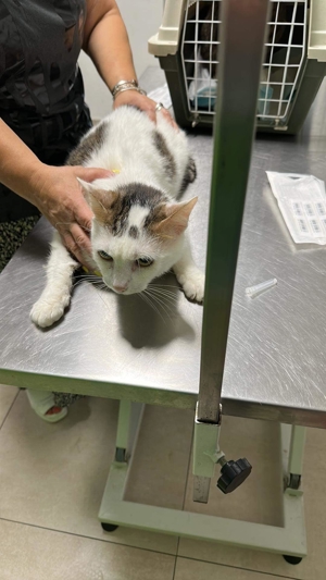 Malipas auf der Suche nach einem neuen Körbchen Bild 5