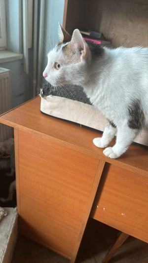 Malipas auf der Suche nach einem neuen Körbchen Bild 7