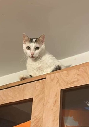 Malipas auf der Suche nach einem neuen Körbchen Bild 6