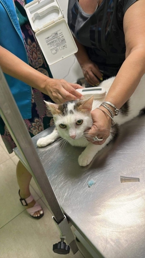 Malipas auf der Suche nach einem neuen Körbchen Bild 3