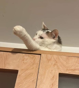 Malipas auf der Suche nach einem neuen Körbchen Bild 8