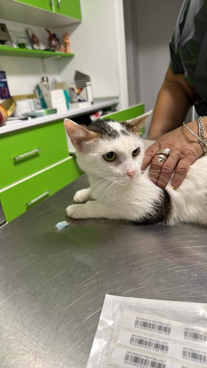 Malipas auf der Suche nach einem neuen Körbchen Bild 4