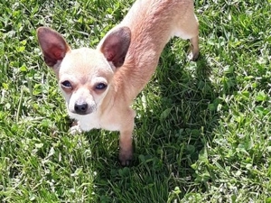 Chihuahua Hunde Bild 5