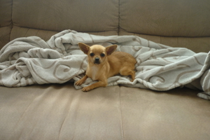 Chihuahua Hunde Bild 1