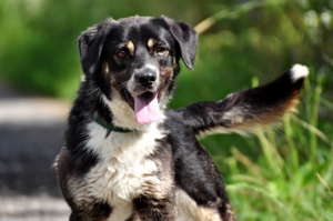 STEEVE S169 - ein ausgeglichener, fröhlicher Hund, der auch Freude an Aktivitäten zeigt Bild 11