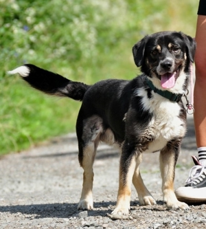 STEEVE S169 - ein ausgeglichener, fröhlicher Hund, der auch Freude an Aktivitäten zeigt Bild 2