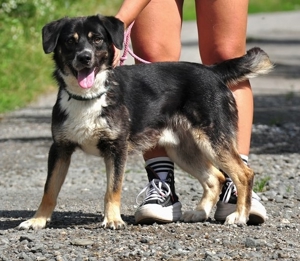 STEEVE S169 - ein ausgeglichener, fröhlicher Hund, der auch Freude an Aktivitäten zeigt Bild 7