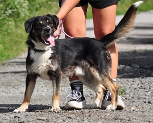 STEEVE S169 - ein ausgeglichener, fröhlicher Hund, der auch Freude an Aktivitäten zeigt Bild 4