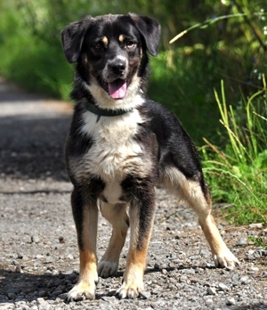 STEEVE S169 - ein ausgeglichener, fröhlicher Hund, der auch Freude an Aktivitäten zeigt Bild 8
