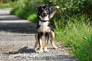 STEEVE S169 - ein ausgeglichener, fröhlicher Hund, der auch Freude an Aktivitäten zeigt Bild 14