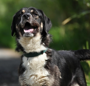 STEEVE S169 - ein ausgeglichener, fröhlicher Hund, der auch Freude an Aktivitäten zeigt Bild 3