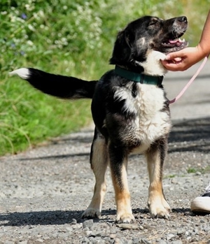 STEEVE S169 - ein ausgeglichener, fröhlicher Hund, der auch Freude an Aktivitäten zeigt Bild 10