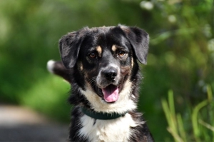 STEEVE S169 - ein ausgeglichener, fröhlicher Hund, der auch Freude an Aktivitäten zeigt Bild 13