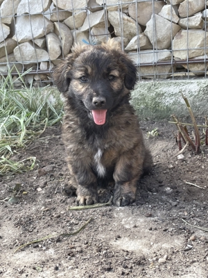 Pio - möchte richtig kuscheln, durch Wälder rennen, toben und einfach nur Spaß haben