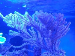 Gorgonie Meerwasser Koralle Bild 6