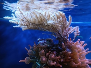 Gorgonie Meerwasser Koralle Bild 9