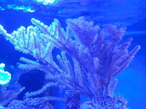 Gorgonie Meerwasser Koralle Bild 5