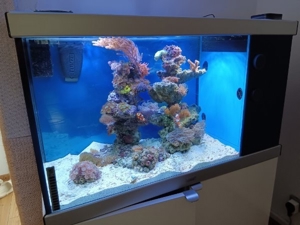 Gorgonie Meerwasser Koralle Bild 8