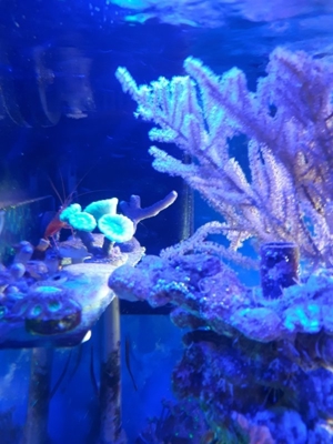 Gorgonie Meerwasser Koralle Bild 3