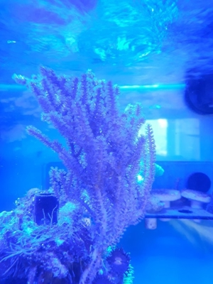 Gorgonie Meerwasser Koralle Bild 4