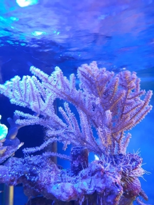Gorgonie Meerwasser Koralle Bild 2
