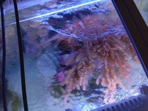 Gorgonie Meerwasser Koralle Bild 7