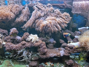 Meerwasser Aquarium Bild 13