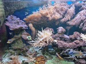 Meerwasser Aquarium Bild 12