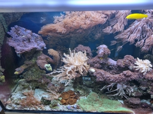 Meerwasser Aquarium Bild 10