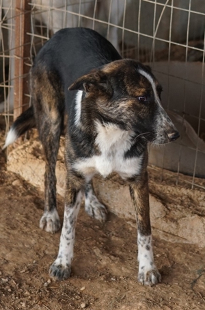 Usta, geb. ca. 06 2022, in GRIECHENLAND, auf Gelände, auf dem Hunde notdürftig versorgt werden Bild 4