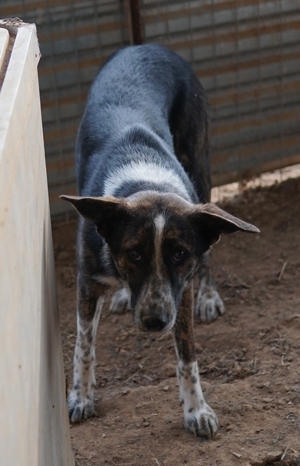 Usta, geb. ca. 06 2022, in GRIECHENLAND, auf Gelände, auf dem Hunde notdürftig versorgt werden Bild 3