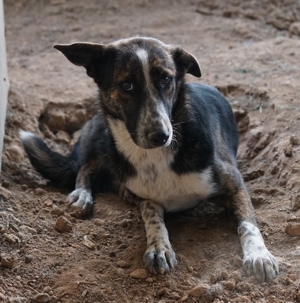 Usta, geb. ca. 06 2022, in GRIECHENLAND, auf Gelände, auf dem Hunde notdürftig versorgt werden Bild 2