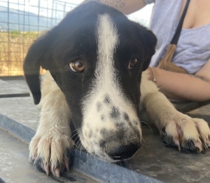Tonka, geb. ca. 01/2022, in GRIECHENLAND, auf Gelände, auf dem Hunde notdürftig versorgt werden Bild 13