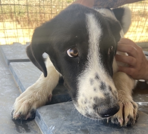 Tonka, geb. ca. 01/2022, in GRIECHENLAND, auf Gelände, auf dem Hunde notdürftig versorgt werden Bild 17