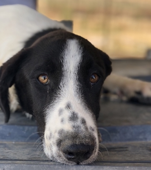 Tonka, geb. ca. 01/2022, in GRIECHENLAND, auf Gelände, auf dem Hunde notdürftig versorgt werden Bild 2