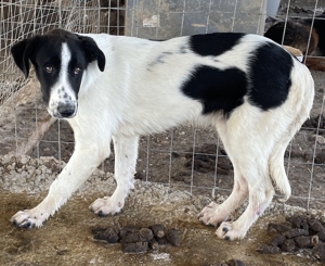 Tonka, geb. ca. 01/2022, in GRIECHENLAND, auf Gelände, auf dem Hunde notdürftig versorgt werden Bild 11