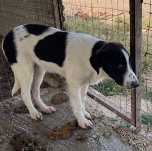 Tonka, geb. ca. 01/2022, in GRIECHENLAND, auf Gelände, auf dem Hunde notdürftig versorgt werden Bild 9